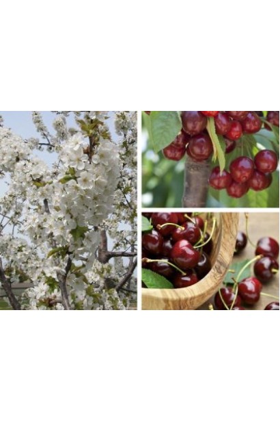 Нектарин Фантазія (пізній)